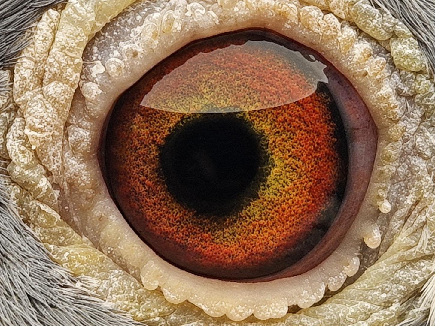 Pigeon eye